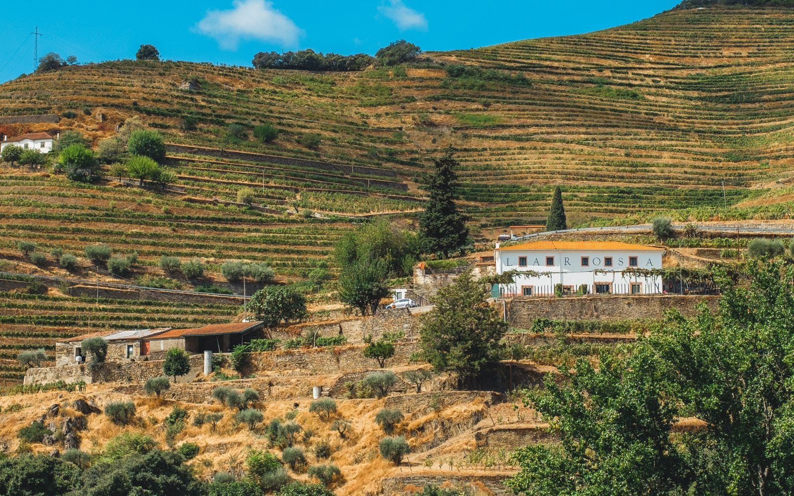 Hillside vineyards above the Douro River near Pinhão